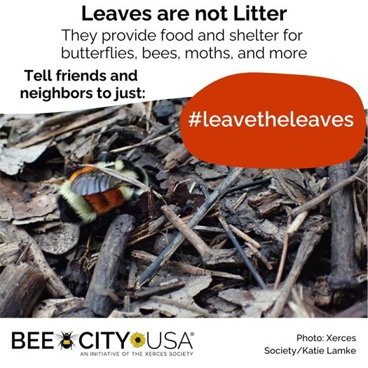 Leave the Leaves